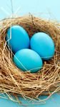 pic for Blue Eggs 